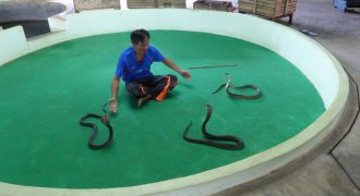 phuket-cobra-show-and (2)