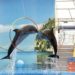 Dolphin Show